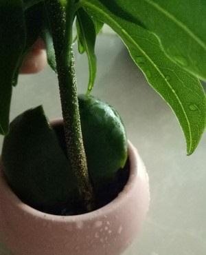 属猪的适合养什么花旺财