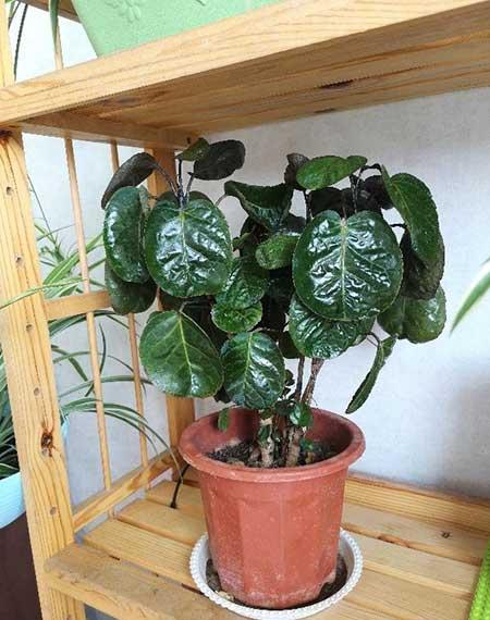 属猪的适合养什么花旺财