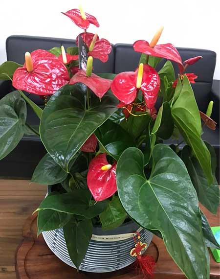 属猪的适合养什么花旺财