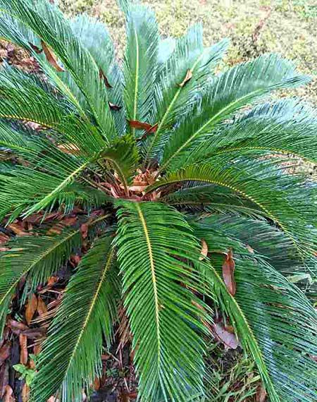 属猪的适合养什么花旺财