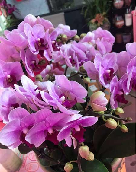 属猪的适合养什么花旺财