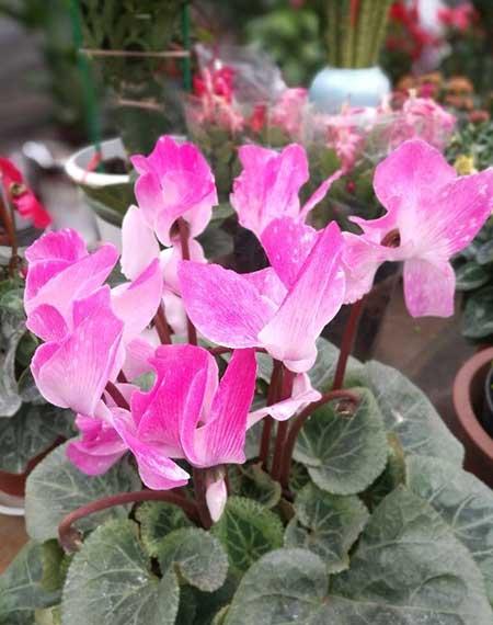 属猪的适合养什么花旺财