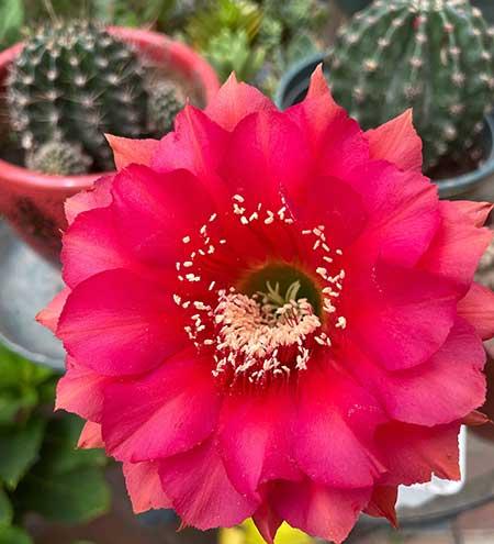 容易养活的室内盆栽花