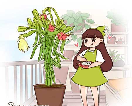 黑加仑盆栽怎么养