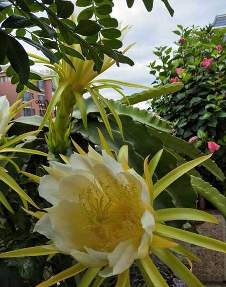 黑加仑盆栽怎么养