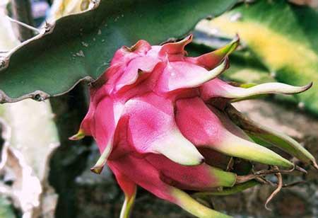 黑加仑盆栽怎么养