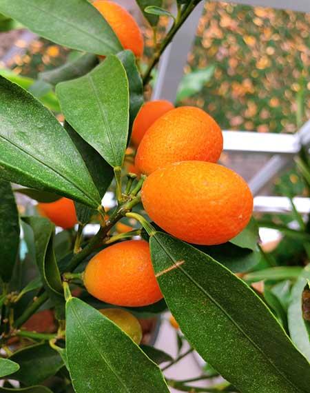 黑加仑盆栽怎么养