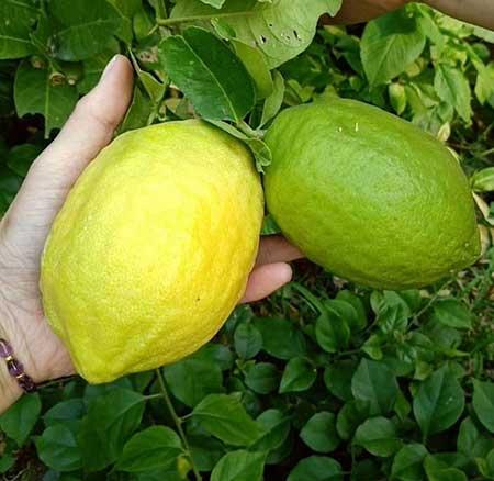 黑加仑盆栽怎么养