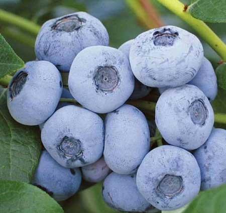 黑加仑盆栽怎么养