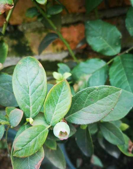 黑加仑盆栽怎么养