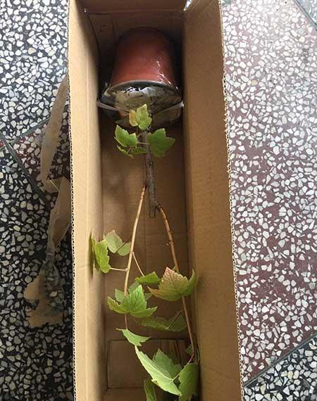 黑加仑盆栽怎么养