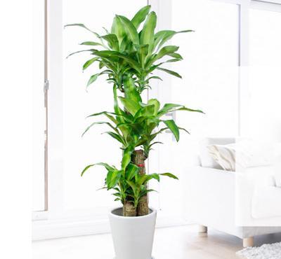 步步高绿植养殖方法