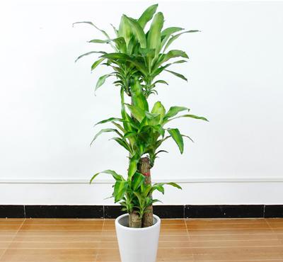 步步高绿植养殖方法