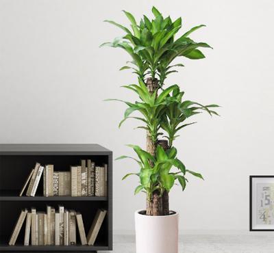 步步高绿植养殖方法