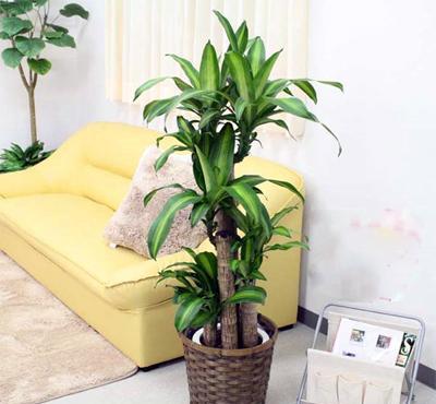 步步高绿植养殖方法