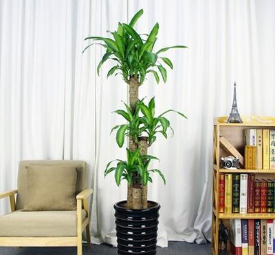 步步高绿植养殖方法