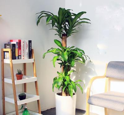 步步高绿植养殖方法