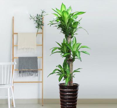 步步高绿植养殖方法