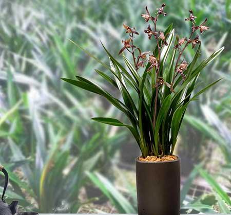 家庭适合养什么花