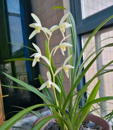 家庭适合养什么花