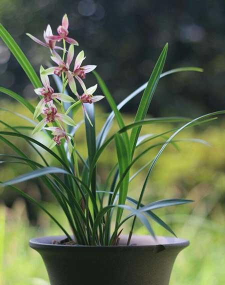 家庭适合养什么花