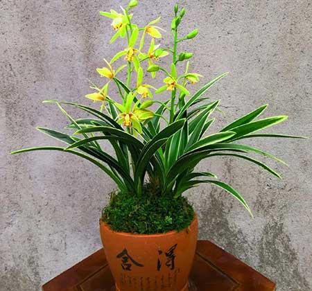 家庭适合养什么花