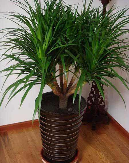 家庭适合养什么花