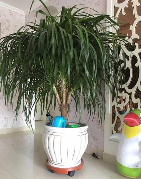 家庭适合养什么花