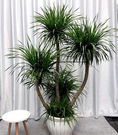 家庭适合养什么花