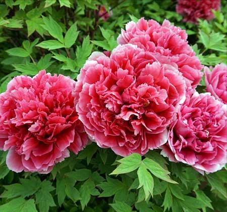 家庭适合养什么花