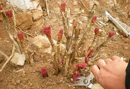 家庭适合养什么花