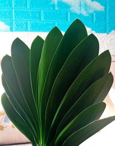 家庭适合养什么花