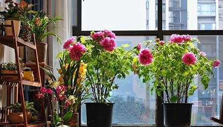 家庭适合养什么花