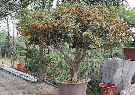 家庭适合养什么花