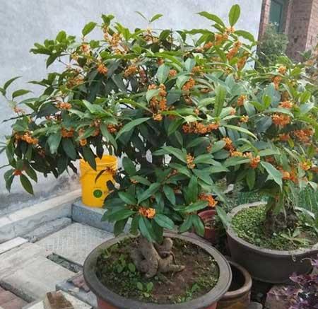 家庭适合养什么花