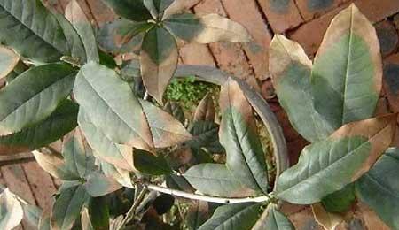 家庭适合养什么花