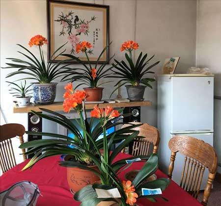 家庭适合养什么花