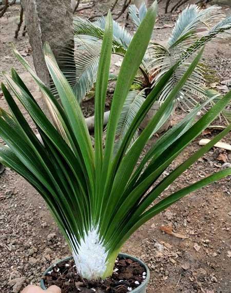 家庭适合养什么花