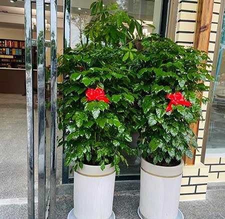 好养活的大型室内绿植