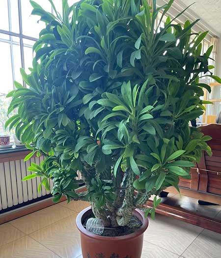 好养活的大型室内绿植