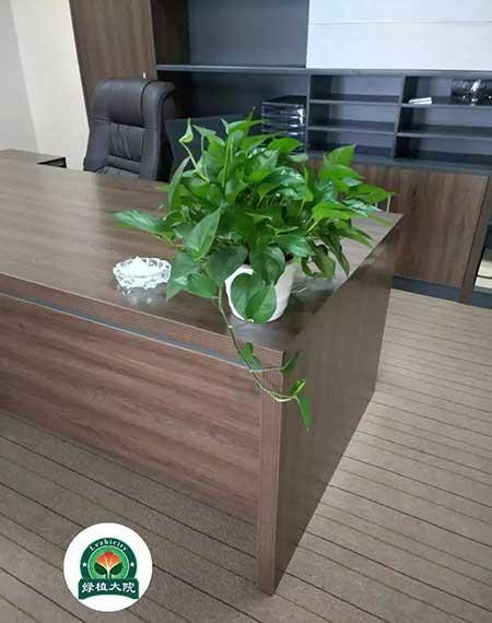 花卉造型租摆求购