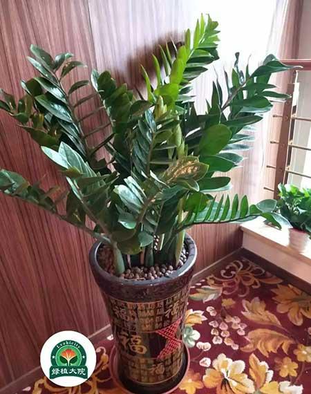 花卉造型租摆求购