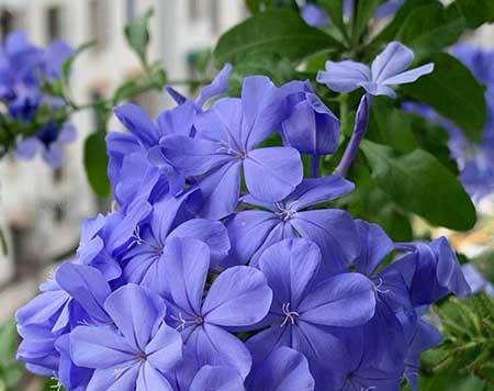 花卉蓝雪花的养殖方法