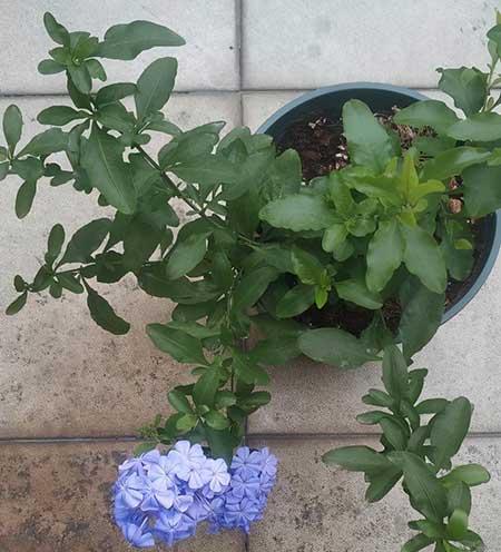 花卉蓝雪花的养殖方法