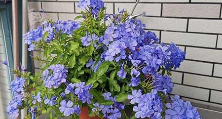 花卉蓝雪花的养殖方法