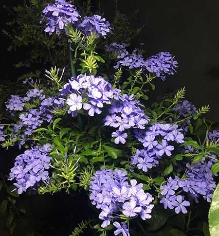 花卉蓝雪花的养殖方法