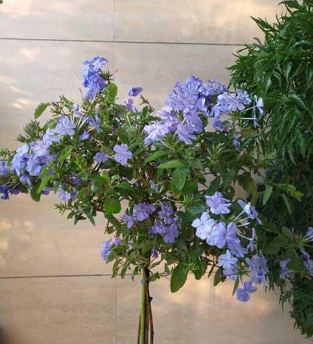 花卉蓝雪花的养殖方法