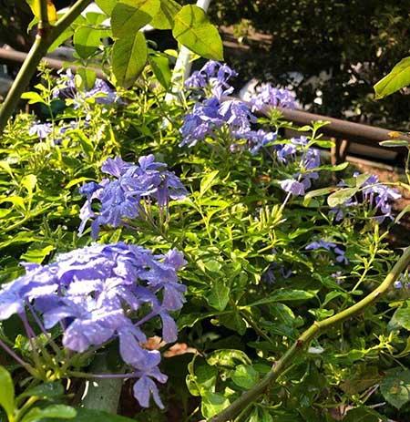 花卉蓝雪花的养殖方法