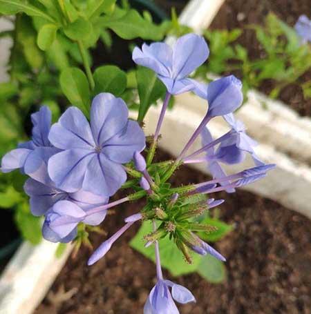 花卉蓝雪花的养殖方法