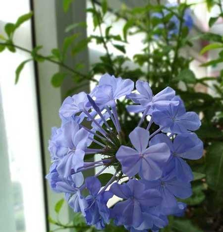 花卉蓝雪花的养殖方法